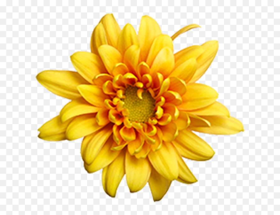 Washington Floral Service - Pompoms Fresh Emoji,Daisy Transparent Background