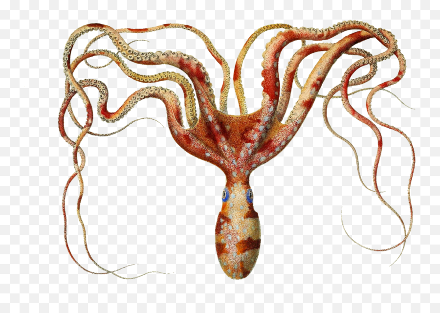 Squid Octopus Myth Of Seafaring Free Emoji,Octopus Transparent Background