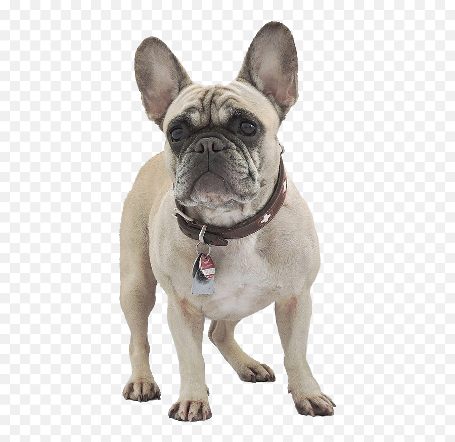 French - Bulldog Vp Ranch Emoji,French Bulldog Png