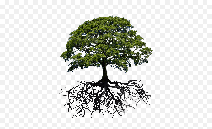 Standard Tree - Boething Treeland Farms Oak Tree Spring Emoji,Oak Tree Png