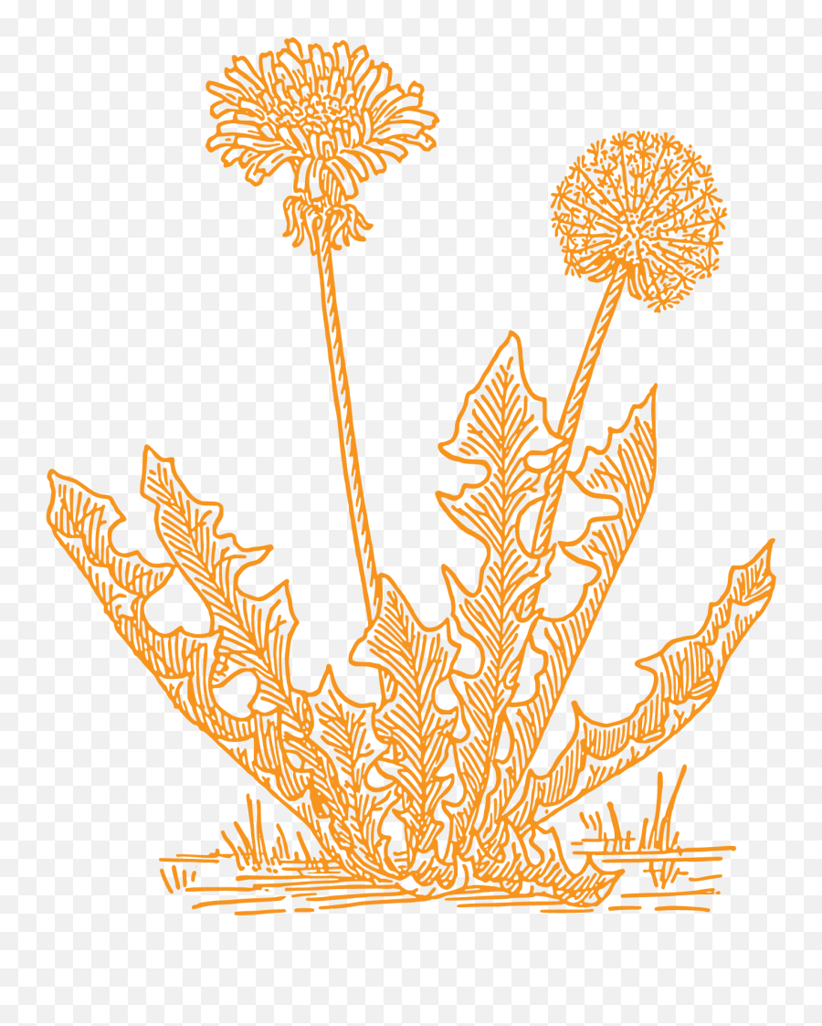 Dandelion Artists - Money Plant Clipart Black And White Emoji,Dandelion Logo