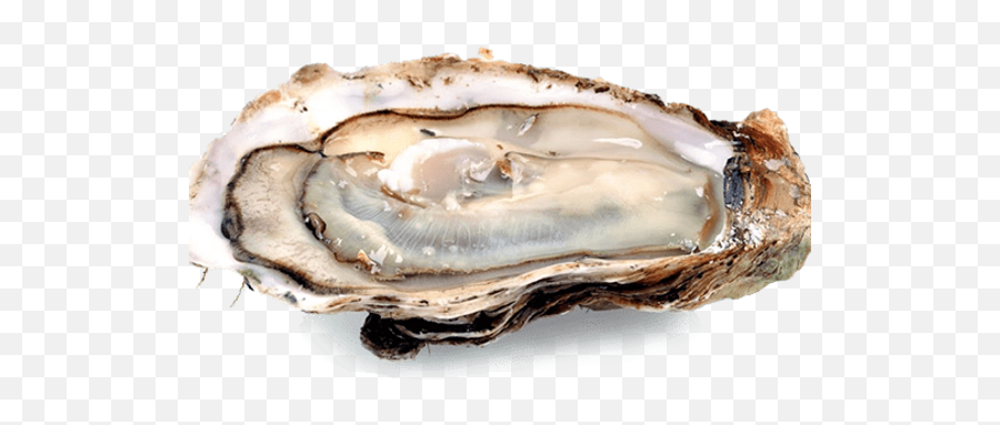 Apalachicola Oyster Company Hatchery - Oyster Png Emoji,Clam Clipart
