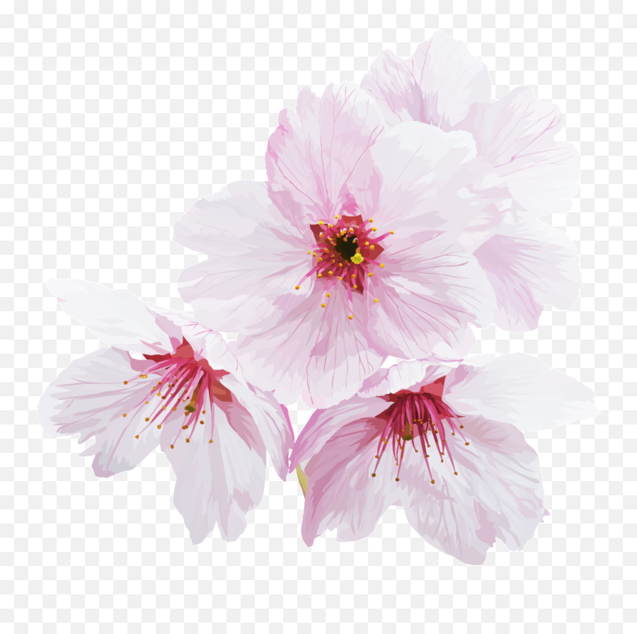 Four White Cherry Blossoms Transparent Emoji,Cherry Blossoms Transparent