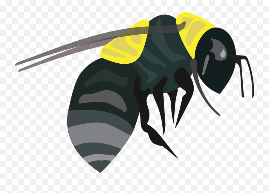 Free Photo Entomology Bug Fauna Insect Antenna Wings Bee Emoji,Wasp Clipart