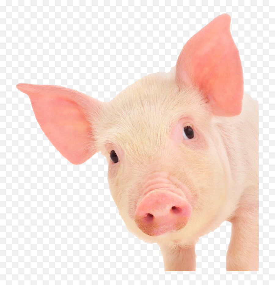 Cute Pig Png High - Pig Png Emoji,Pig Png