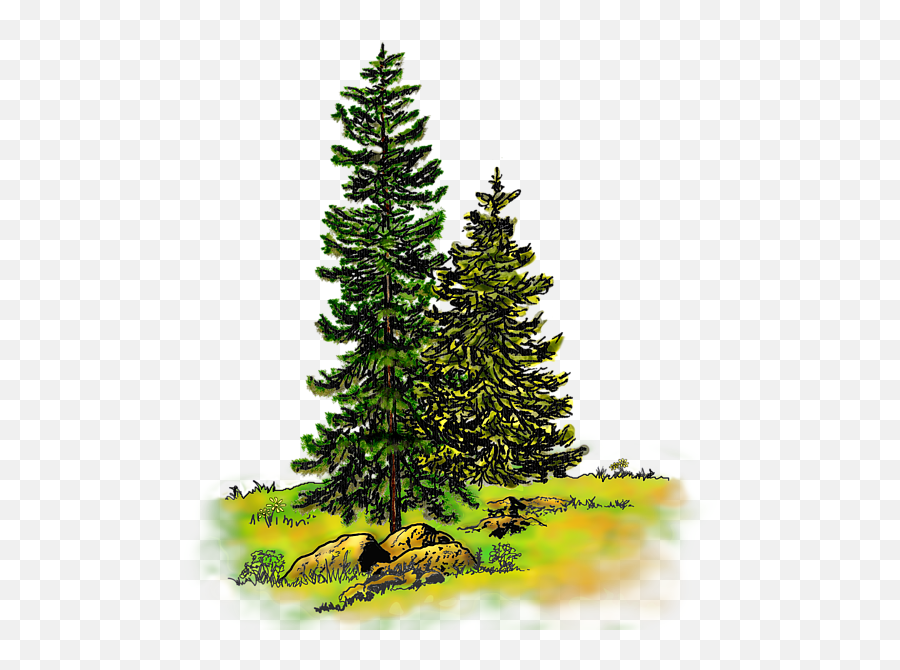 Be Visible - Detailed Watercolor Pine Tree Emoji,Watercolor Tree Png