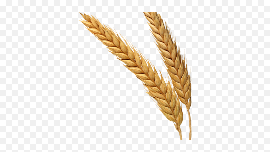 Wheat Png - Single Wheat Crop Png Emoji,Wheat Png
