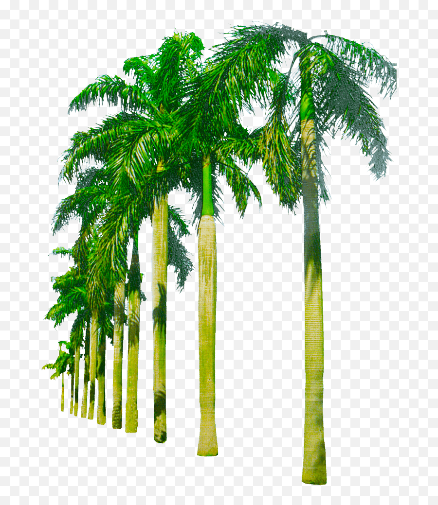 Palm Tree Background Png - Transparent Background Palm Tree Palm Tree Png Emoji,Palm Tree Png