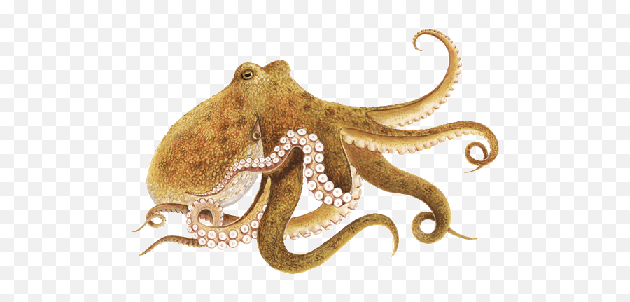 Download Octopus Png Image High Quality - Octopus Png Emoji,Octopus Png