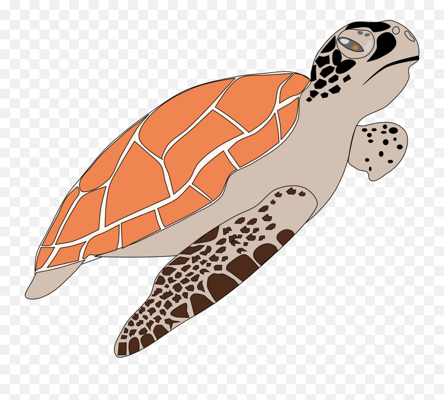 Turtle Png Transparent Background Image - Sea Turtle Vector Png Emoji,Turtle Transparent Background