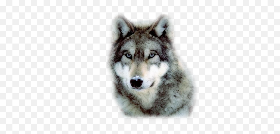 Wolf Png Emoji,White Wolf Png