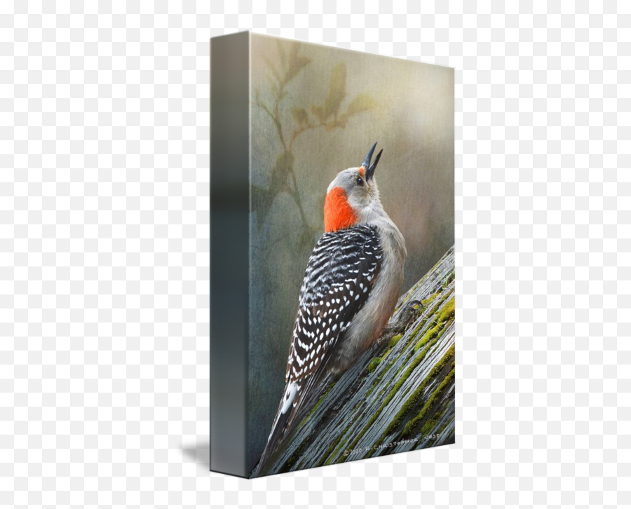 Redbellied Woodpecker Forest By R Christopher Vest Emoji,Woodpecker Png