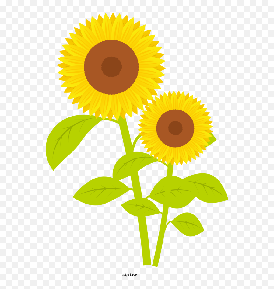 Flowers Screen Printing Company Rhode Island For Sunflower Emoji,Sunflower Transparent Background