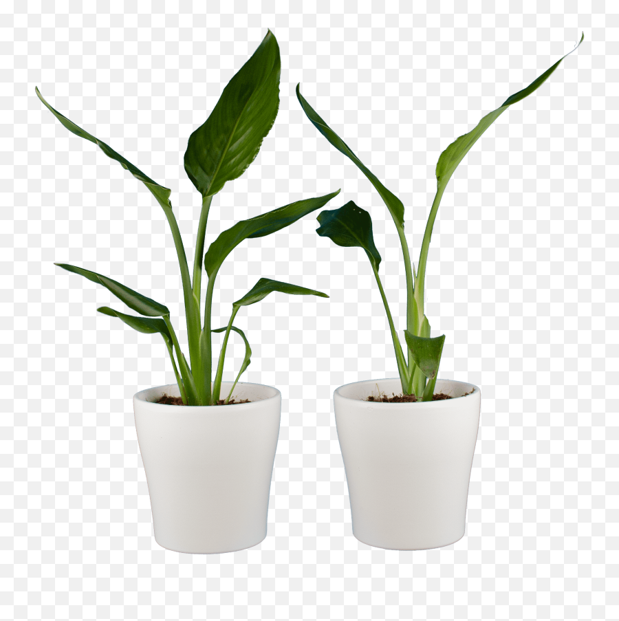 Indoor Plants U2013 2 Bird Of Paradise Flower In White Plant Pot As A Set U2013 Height 35 Cm Emoji,Bird Of Paradise Png
