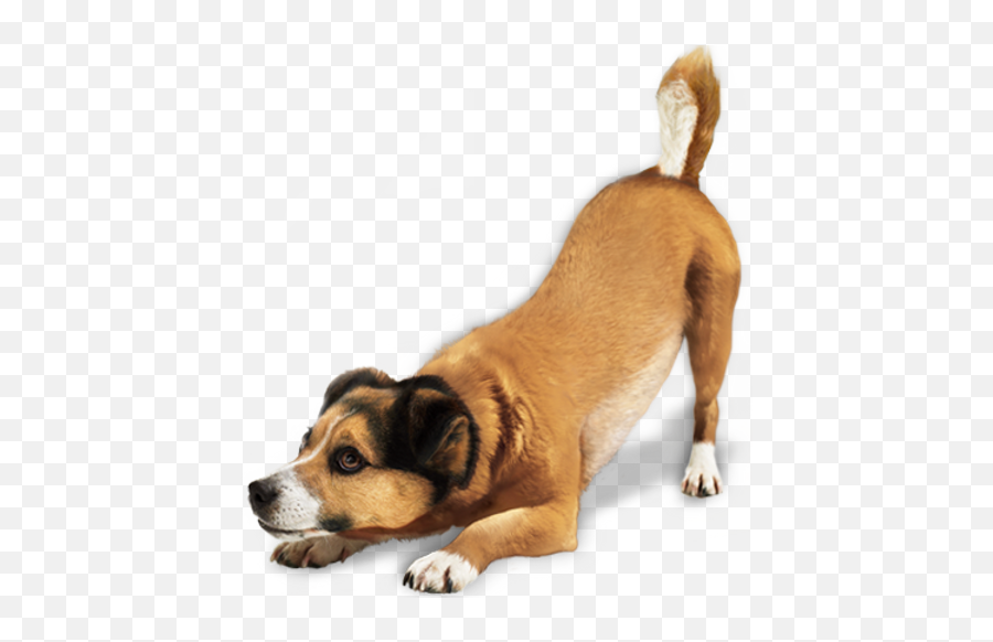 Dog Png Images - Pet Png Emoji,Dog Png