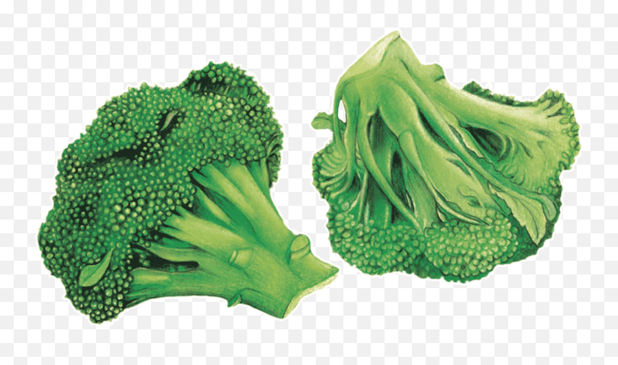 Download Hd 4 Erosion Génétique - Broccoli Transparent Png Superfood Emoji,Broccoli Png