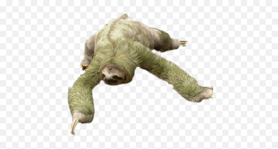 Sloth Looking Down Transparent Png - Transparent Sloth Png Emoji,Sloth Clipart