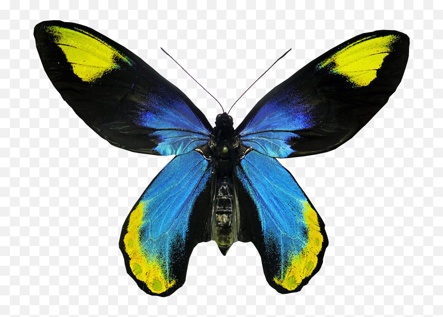 Ornithoptera Victoriae Regis Butterfly Transparent - Transparent Background Butterfly Transparentr Emoji,Butterfly Transparent