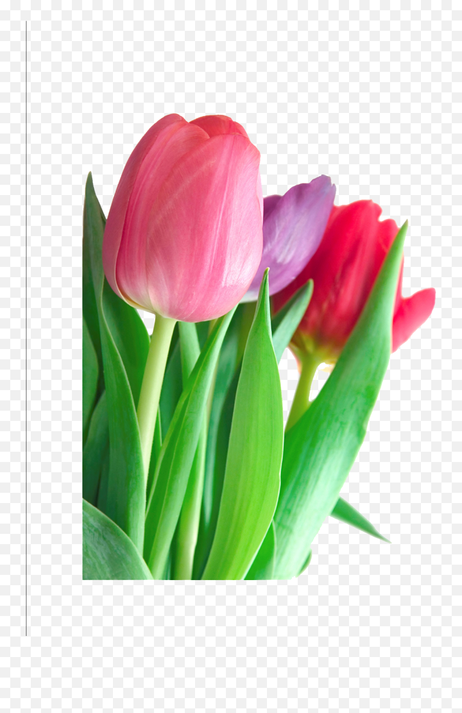 Download Tulip Clipart Hq Png Image - Transparent Background Tulips Png Emoji,Tulip Clipart