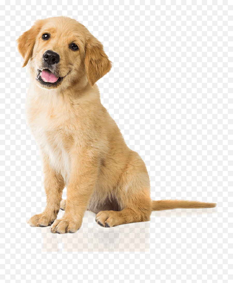 Dog Png Image Beautiful Dogs - Golden Retriever Puppy Png Emoji,Dog Png