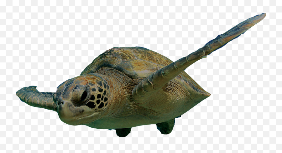 Loggerhead Marinelife Center - Sea Turtle Transparent Background Big Emoji,Turtle Transparent Background
