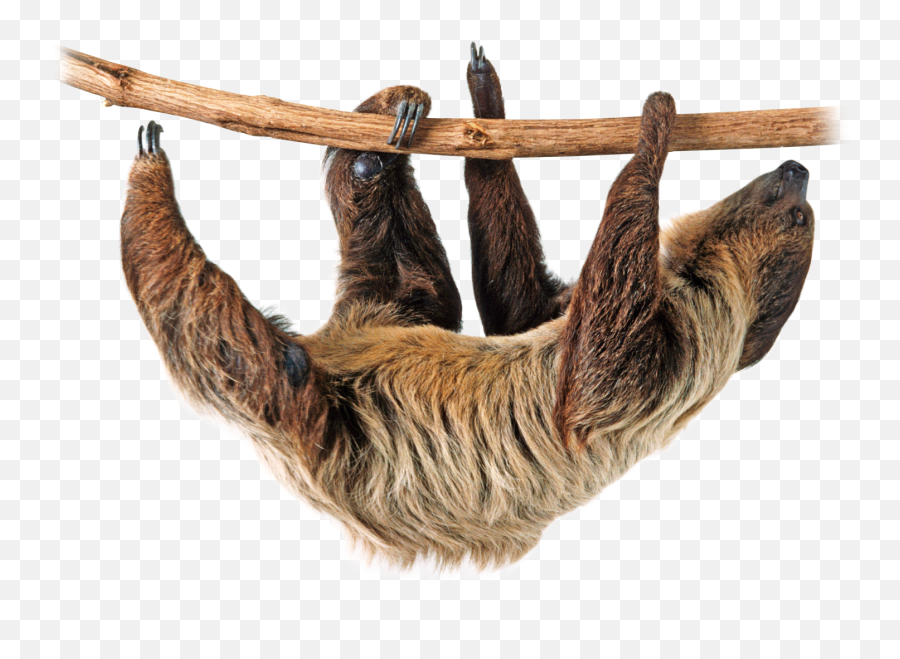 1972683 Rainforest Clipart Rainforest Sloth - Three Toed Sloth Png Emoji,Sloth Clipart