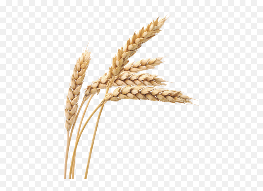 Download Wheat Png Images Background - Wheat Plant Png Emoji,Wheat Png