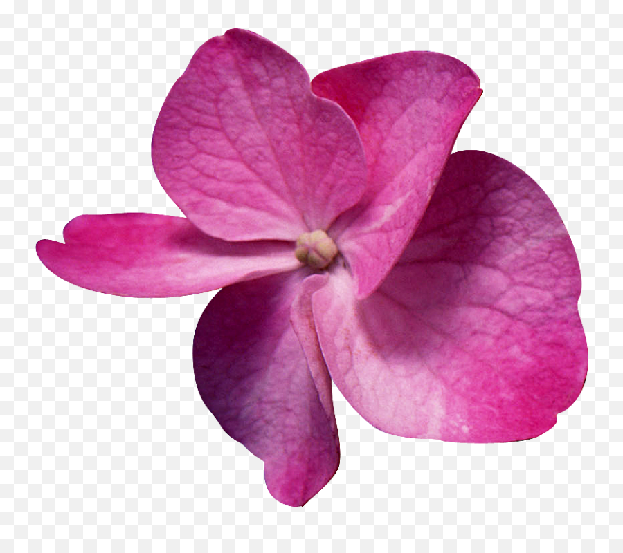 Hojas De Flores Png Hd Png Download - Hojas Imagenes De Flores Png Emoji,Hojas Png