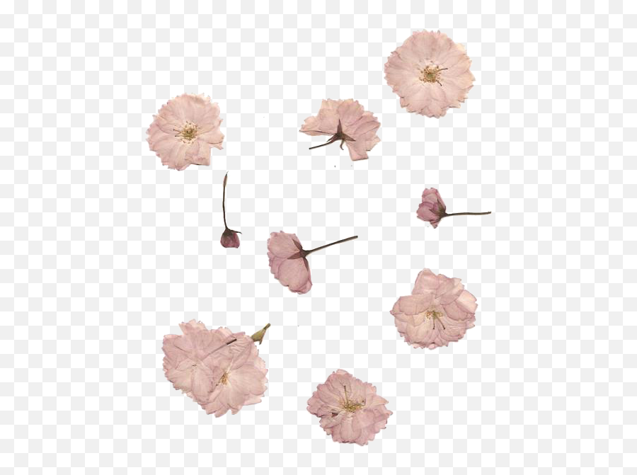 Overlay Flower Png Sticker Pink Kawaii - Pink Dried Flowers Png Emoji,Tumblr Flowers Transparent