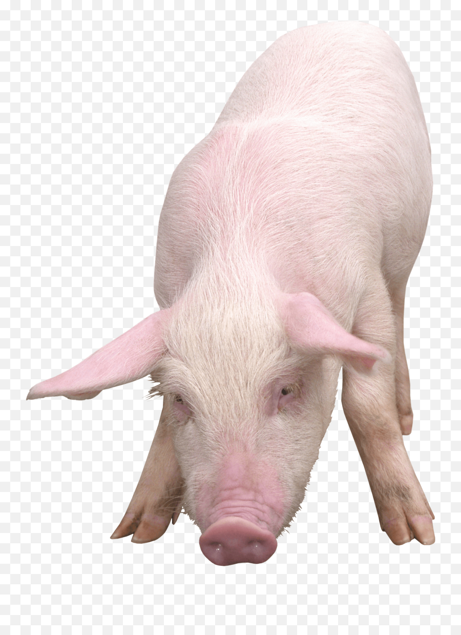 Download Pink Pig Png Image For Free - Pig Png Emoji,Pig Png