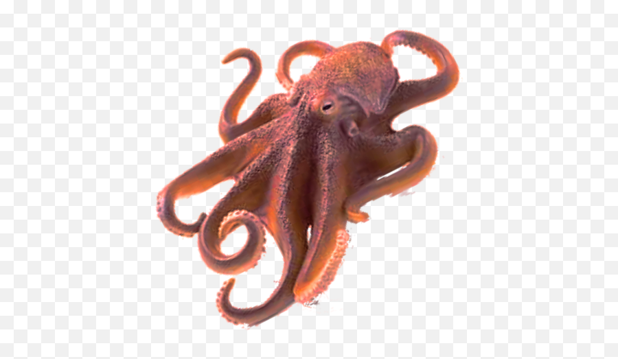 Download Octopus Free Png Image Hq Png - Octopus Transparent Emoji,Octopus Png