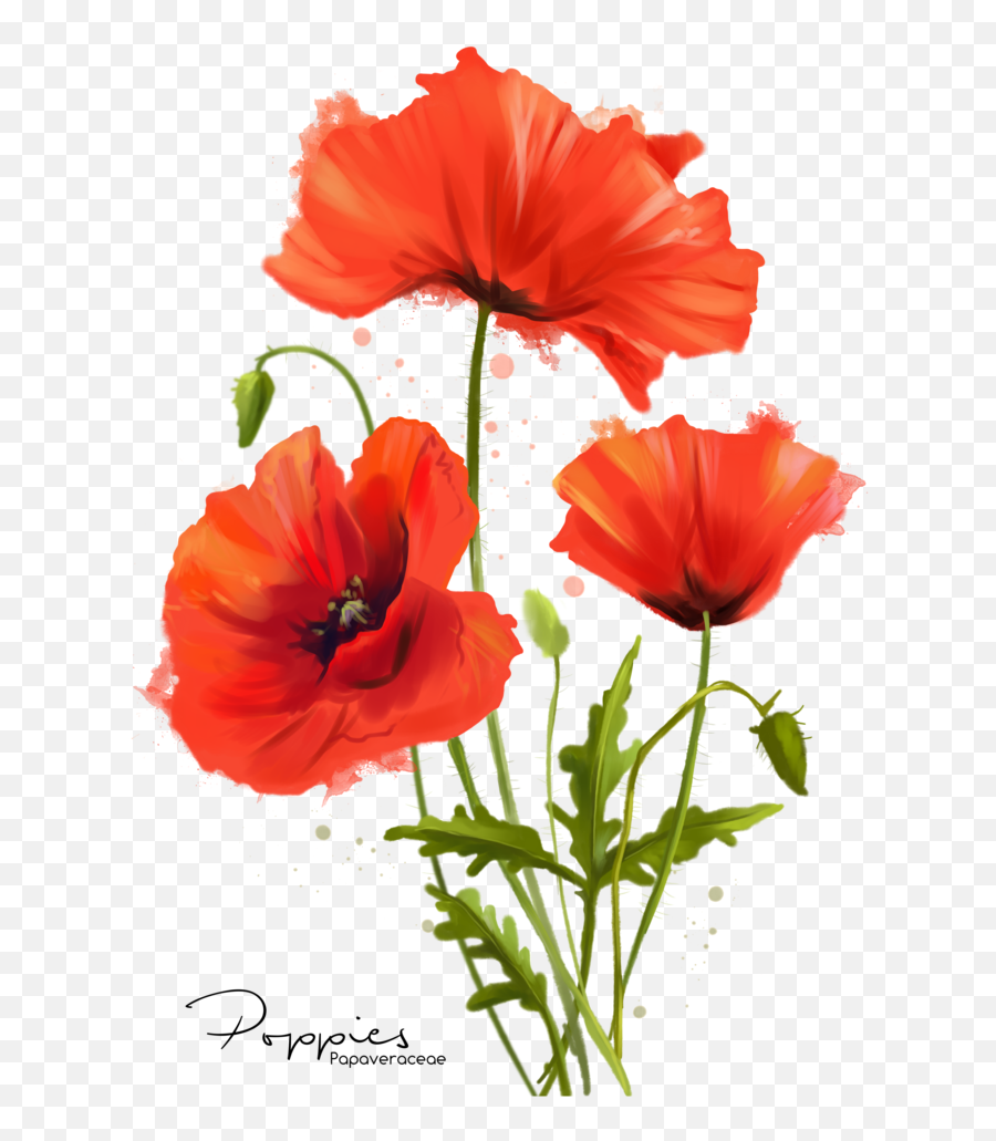 Red Glow Png - The Warm Glow Of Watercolor Poppy Flower Watercolor Poppy Transparent Background Emoji,Red Glow Transparent