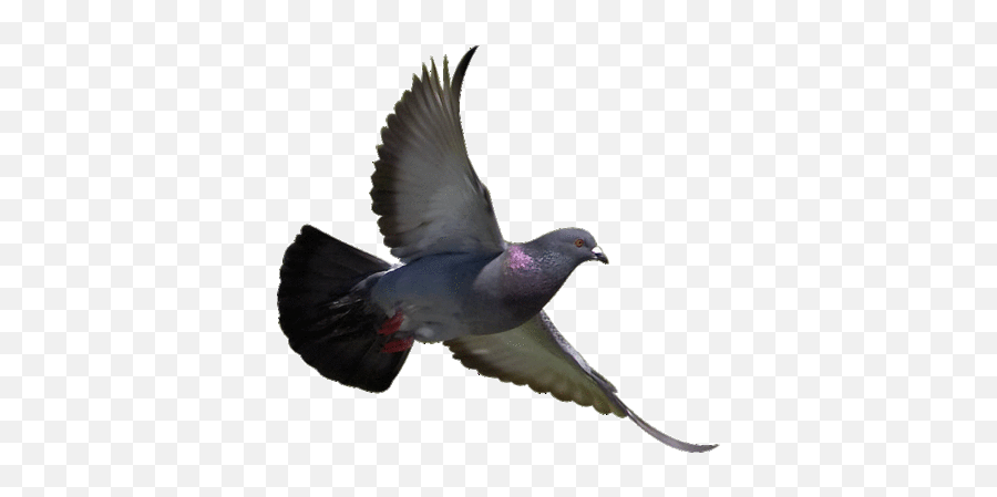 Bird Transparent - Pigeon Flying No Background Emoji,Bird Transparent Background