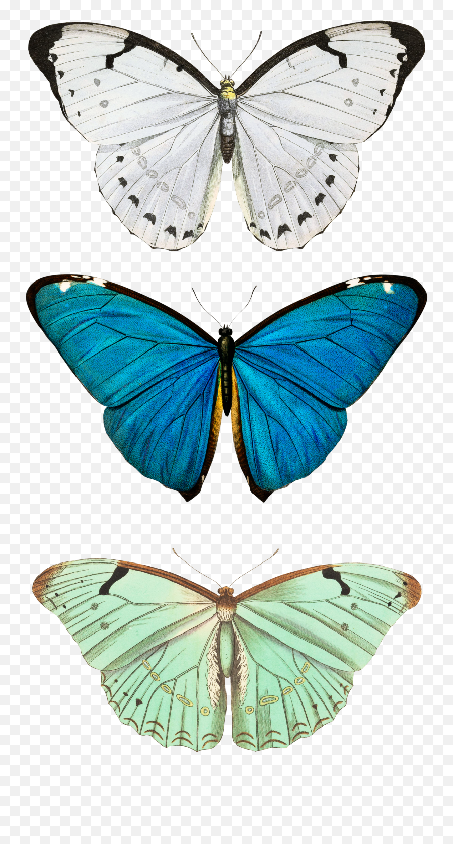 Transparent Butterfly Wallpapers - Butterfly Iphone Background Emoji,Transparent Wallpaper Iphone