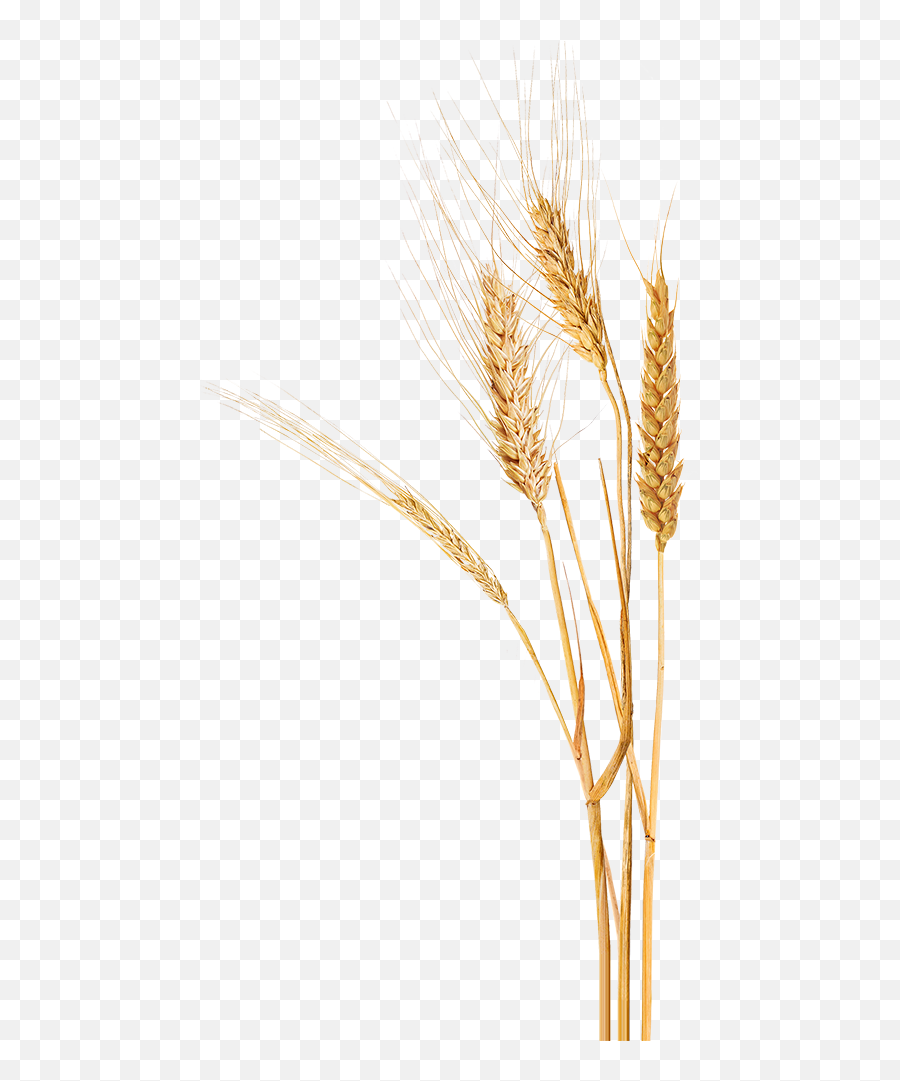 Wheat Transparent Png Clipart Images - Wheat Transparent Emoji,Wheat Png