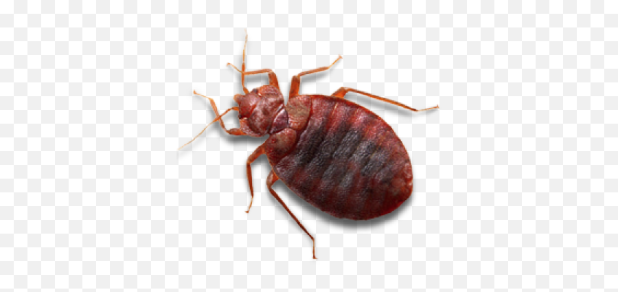 Bed Bug Png Clipart Background Png Play Emoji,Bug Png