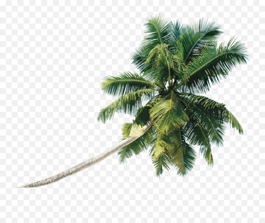 Beach Coconut Tree Png Transparent Images Png All - Coconut Tree In Png Emoji,Palm Tree Png