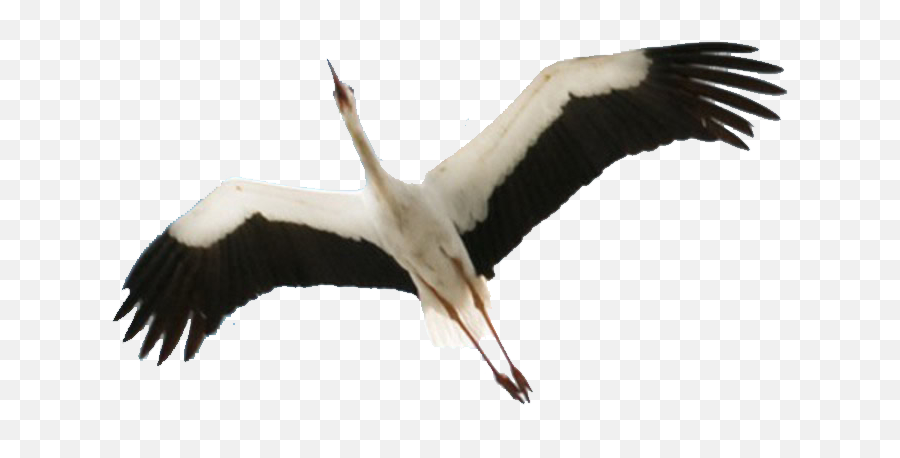 Stork Png - Stork Png Flying Emoji,Stork Clipart
