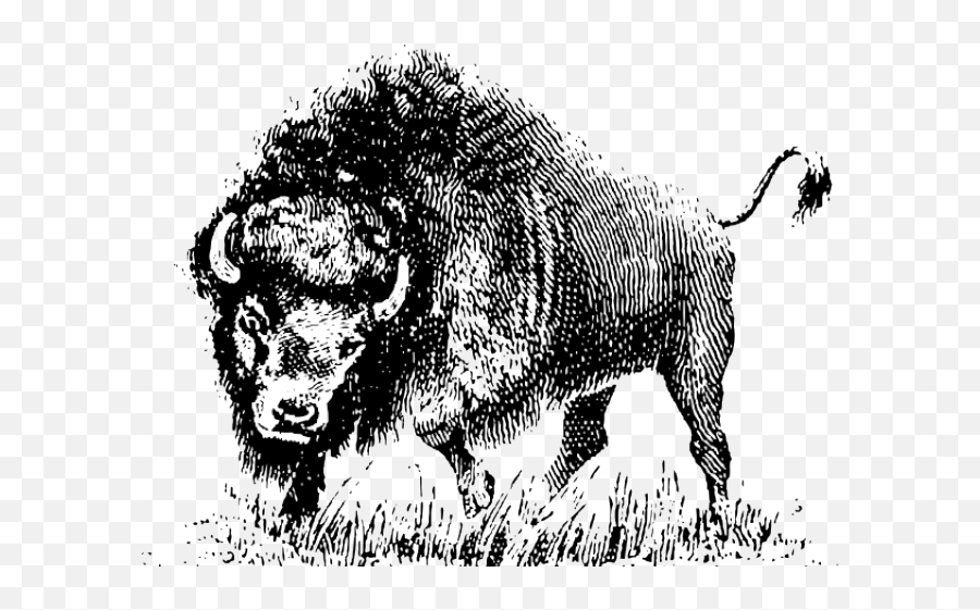 Download Buffalo Clipart Png - Vector Black And White Silhouette Bison Png Emoji,Bison Clipart