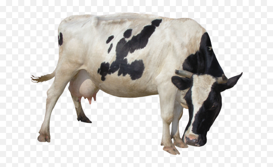Dairy Cow Transparent Background Png - Cow Png Emoji,Cow Transparent