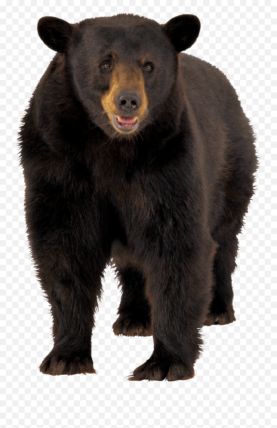 Transparent Cute Bear Png 1 - Bear Transparent Background Emoji,Bear Png