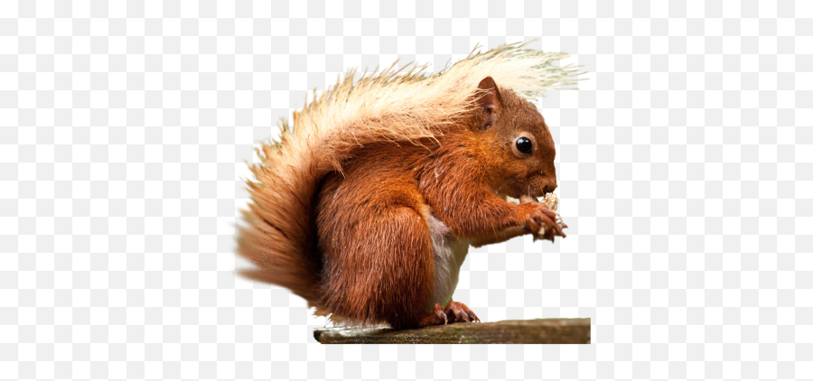 Squirrel Png Transparent Images - Squirrel Png Emoji,Squirrel Transparent Background