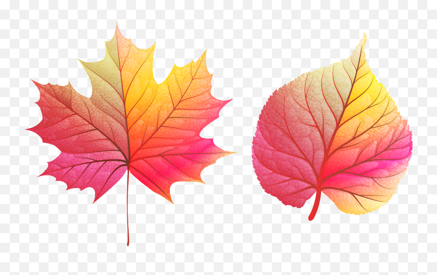 Download Hd Fall Leaves Clipart Png Transparent Png Image - Colorful Leaf Png Emoji,Fall Leaf Clipart