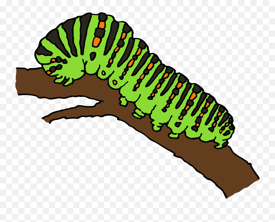 Caterpillar On Branch Clipart Free Download Transparent - Larva Of Butterfly Clipart Emoji,Caterpillar Clipart