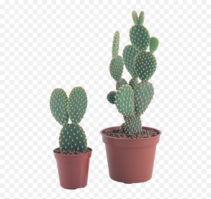 Cactus Png 18 - Png 8377 Free Png Images Starpng Emoji,Cactus Transparent