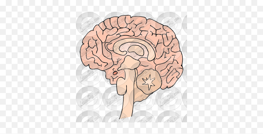 Brain Picture For Classroom Therapy Use - Great Brain Clipart Emoji,Brain Outline Clipart