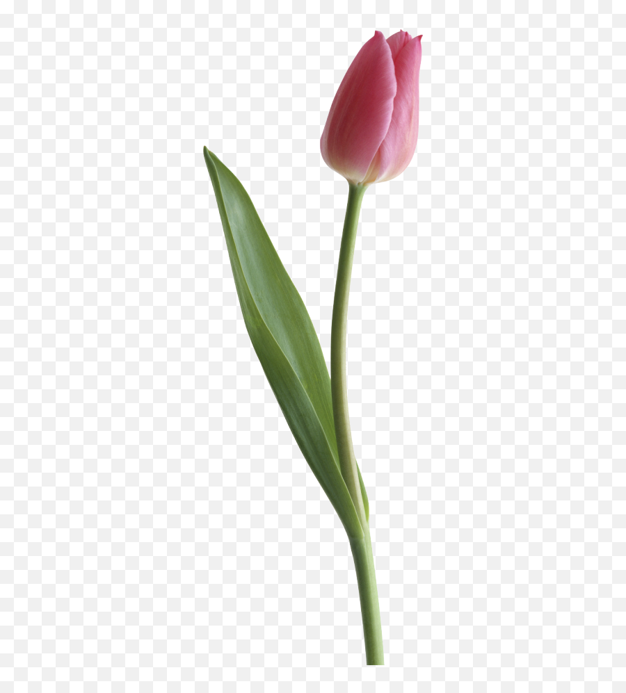 Download Tulip Png Clipart Hq Png Image - Transparent Background Tulip Transparent Emoji,Tulip Clipart