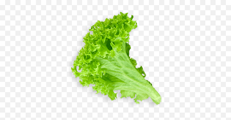 Lettuce Leaf Transparent Png - Salad Leaf Png Emoji,Salad Png