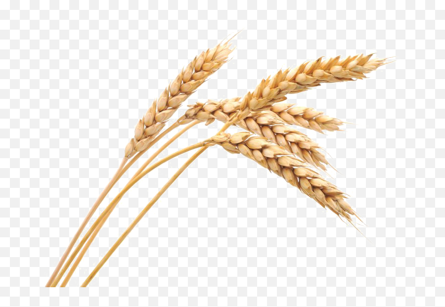 Wheat Png Image - Grains Wheat Emoji,Wheat Png