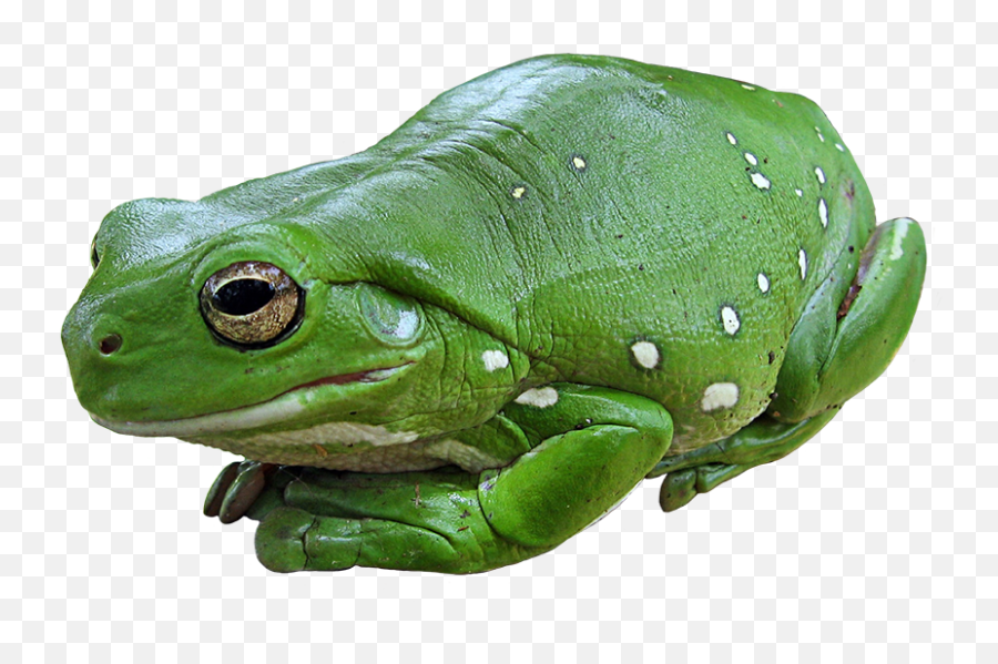 Frog Clip Art Emoji,Toads Clipart